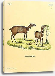 Постер Азиатский олень