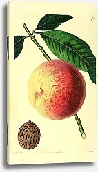 Постер Королевский персик