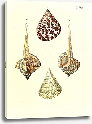 Постер Морские раковины 012