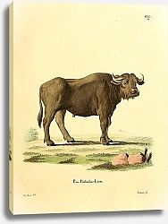 Постер Азиатский буйвол