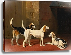 Постер Барроуд Уильям Три Гончие-Лисицы На Мощеном Псаренном Дворе