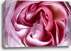 Постер Розовая роза макро №3