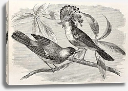 Постер Royal flycatcher (Onychorhynchus coronatus). Created by Riou, after Rouyer and Badoursau, published 