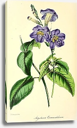 Постер Asystasia Coromandeliana