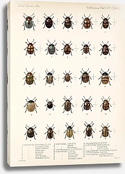 Постер Годман Фредерик Insecta Coleoptera Pl 246