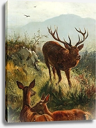 Постер Дейкер Карл Олень и косули на холме