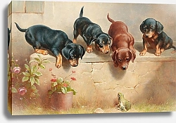 Постер Райхерт Карл Любопытные щенки таксы и лягушка