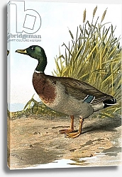 Постер Школа: Английская 20в. Wild duck or Mallard
