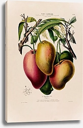 Постер Флора Америки, нарисованная с натуры на месте происшествия, стр. 061