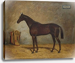 Постер Блаас Юлиус Черный жеребец в Кисбере