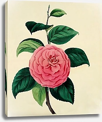 Постер Camellia Japonica