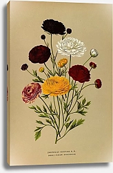 Постер Арендсен Арентина Ранункулюс азиатский Fl.Pl. Двойной персидский ранункулюс