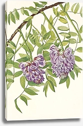 Постер Уолкотт Мари Американская глициния. Краунхия плодоносящая