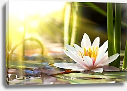 Постер Солнце и цветок лотоса