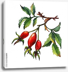 Постер Веточка собачьей ягоды с 3 ягодами