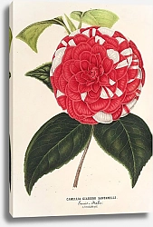 Постер Лемер Шарль Camellia Giardino Santarelli