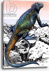 Постер Кэтрайт Уильям (животные) 'Dragons' of the Enchanted Isles, from 'Nature's Kingdom'