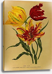 Постер Арендсен Арентина Тюльпаны-попугаи