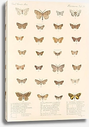 Постер Годман Фредерик Insecta Lepidoptera-Heterocera Pl 099