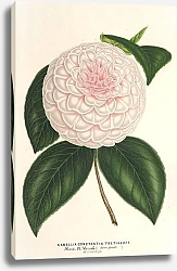 Постер Лемер Шарль Camellia Constantin Trétiakoff