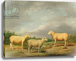 Постер Уорд Артур Ryelands Sheep, the King's Ram, the King's Ewe and Lord Somerville's Wether, c.1801-07