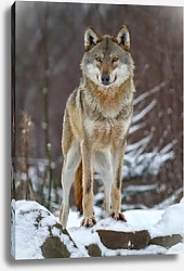 Постер Волк 4