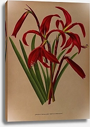 Постер Арендсен Арентина Спрекелия Формозиссима