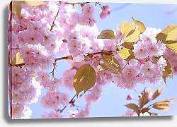 Постер Ветка японской вишни в цвету