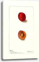 Постер Пассмор Дебора Prunus domestica: Вайант