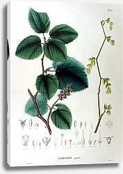 Постер Флора Японии №18