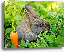 Постер Серый зайчик с мрорковкой в траве