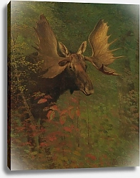 Постер Бирштад Альберт Study Of A Moose