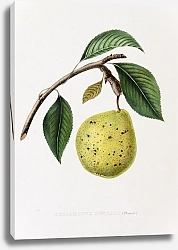 Постер Pears - Bergamotte Drussart