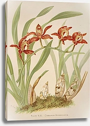 Постер Майнер Гарриет Стюарт Цимбидиум хукериевый