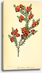 Постер Gompholobium Hendersonii