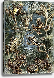 Постер Лягушки, амфибии