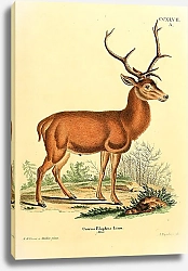 Постер Настоящий или благородный олень