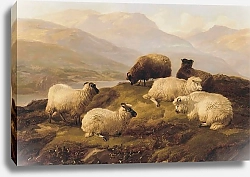 Постер Купер Томас Сидни Овцы Отдыхают На Фоне Высокогорного Пейзажа
