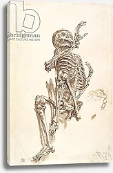 Постер Уорд Артур A Human Skeleton