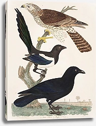 Постер Птицы Америки Уилсона 35