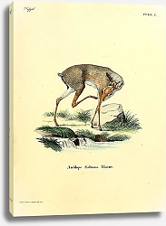 Постер Дикдики Antilope Saltiana
