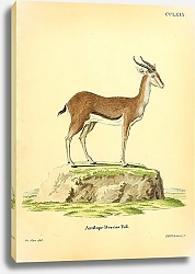 Постер Газель Antilope Dorcas