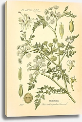Постер Flora von Deutschland №6