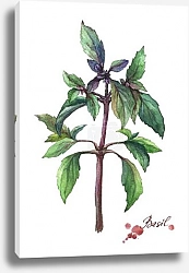 Постер Базилик