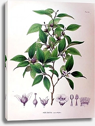 Постер Флора Японии №90