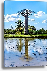Постер Баобаб в облаках: Морондава, Мадагаскар, Африка