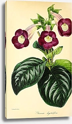 Постер Gloxinia Digitaliflora