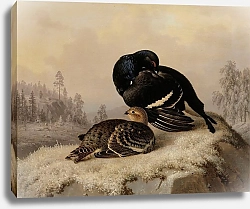 Постер Фердинанд Райт Black Grouse, Cock And Hen