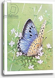 Постер Бенингфилд Гордон (1936-98) Large Blue Butterfly, from Beningfield's Butterflies pub.by Chatto & Windus, 1978