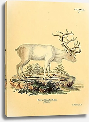 Постер Северный олень